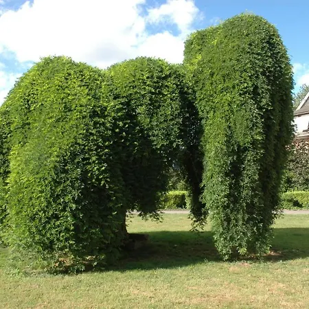 Apartman Les Hortensias *